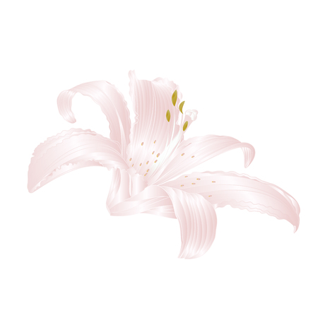 White Lily   Lilium candidum, flower white    vector illustration editable Hand drawのイラスト素材