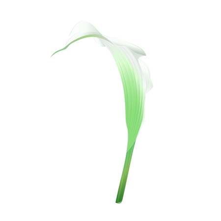 Calla lily white  flower   herbaceous perennial ornamental plants   vintage  vector illustration editable hand drawのイラスト素材