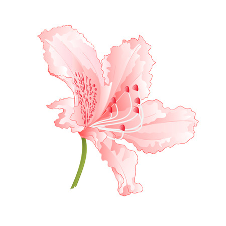 Light pink flower rhododendron mountain shrub vintage  vector illustration editable hand drawのイラスト素材