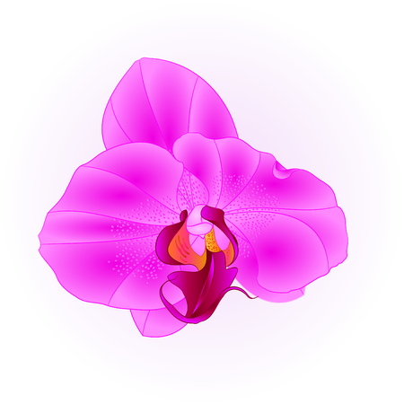 Purple beautiful Orchid Phalaenopsis flower closeup isolated vintage  vector illustration editable  hand drawのイラスト素材