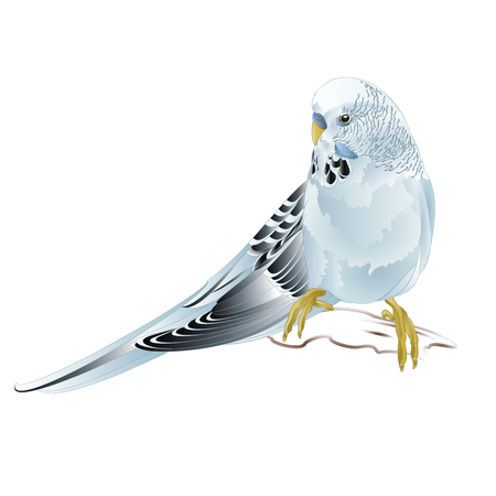 Budgerigar, blue pet parakeet  or budgie or shell parakeet home pet on a white background vintage vector illustration editable hand drawのイラスト素材