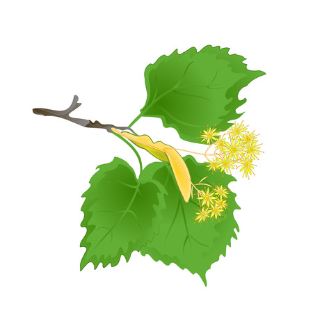 Tvig Tilia-Linden  branch with leaves with Linden flowers vintage vector illustration editabe hand drawのイラスト素材