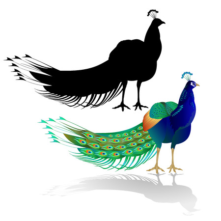 Peacock on white background.watercolor  vector illustration hand drawn  styleのイラスト素材