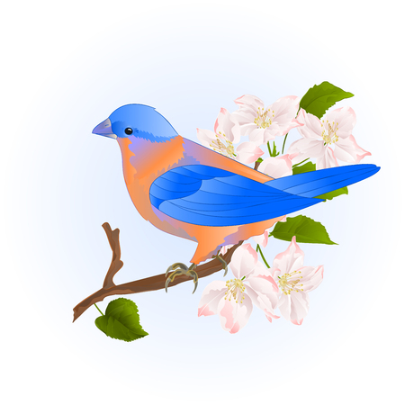 Small songbirdon Bluebird  thrush  on a branch apple tree vintage vector illustration editable hand drawのイラスト素材