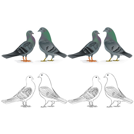 Border pigeons Carriers  domestic breeds sports birds natural and outline  vintage  set two vector  animals illustration for design editable hand drawのイラスト素材
