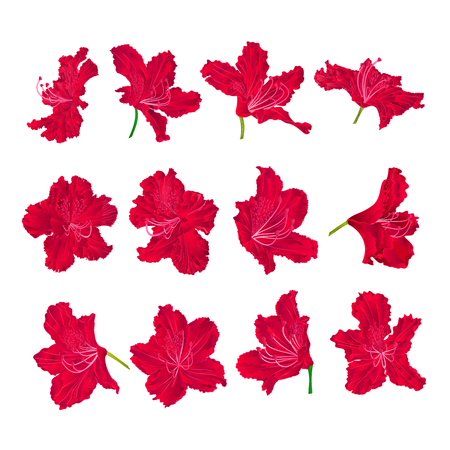 Red  flowers rhododendrons  mountain shrub on a white background  vintage vector illustration editable hand drawのイラスト素材