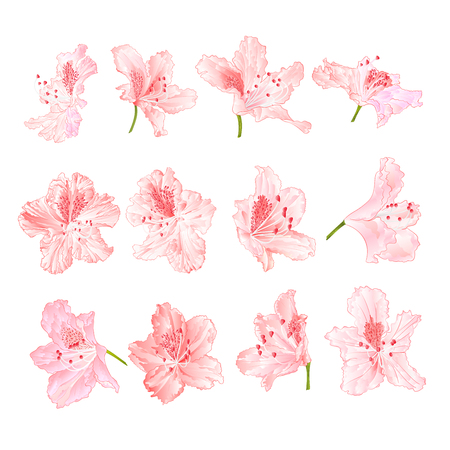 アザレアの写真 イラスト素材一覧 22 185件 ストックフォトのamanaimages Plus