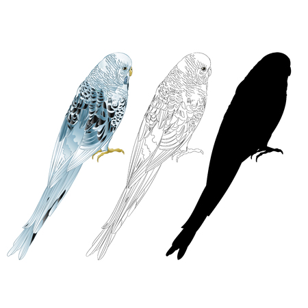 セキセイインコ の写真素材 イメージマート