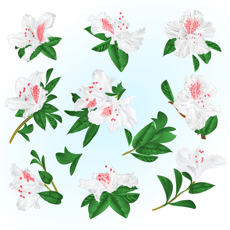 アザレアの写真 イラスト素材一覧 25 136件 ストックフォトのamanaimages Plus