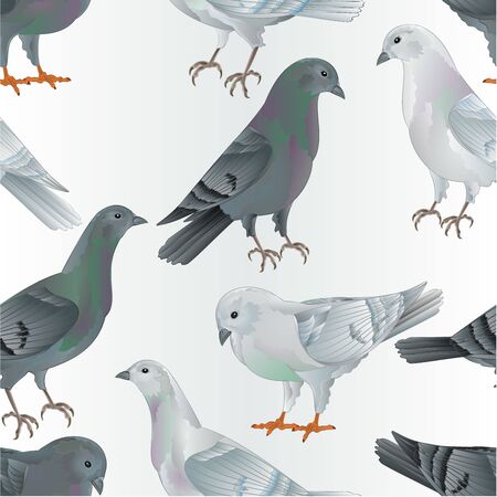 Seamless texture white and gray  Carriers pigeons domestic breeds sports intelligent birds vintage  vector  animals illustration for design hand drawのイラスト素材