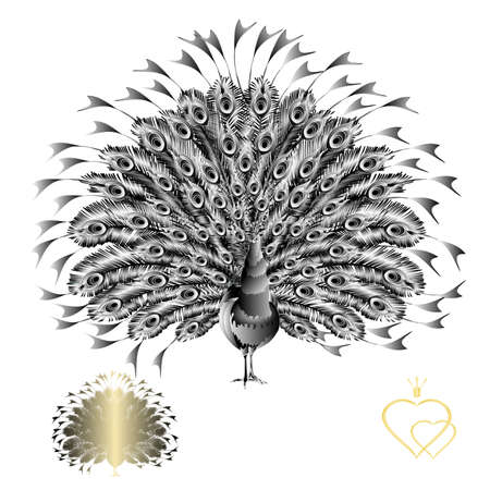 Peacock black and white beauty tropical bird on a white background watercolor vintage vector illustration editable hand drawnのイラスト素材