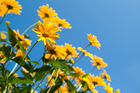 Lots of yellow daisies on a background of blue sky.の写真素材
