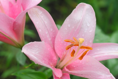 Flower of pink lilies with dew dropsmacroの写真素材
