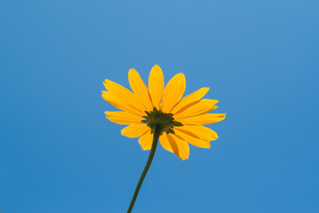 Bright yellow daisy flower on blue sky background.の写真素材