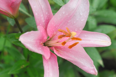 Flower of pink lilies with dew drops macroの写真素材