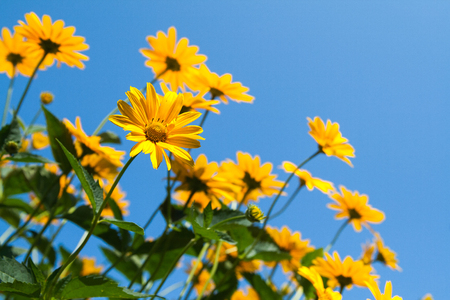 Lots of yellow daisies on a background of blue sky.の写真素材