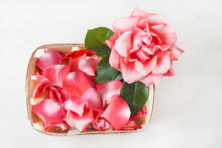 rose petals in a basket on a white backgroundの写真素材