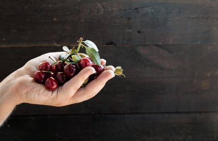 cherries in a hand on a dark background.の写真素材