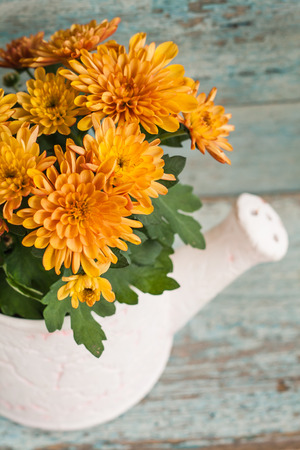 Orange chrysanthemums in ceramic garden watering.の写真素材