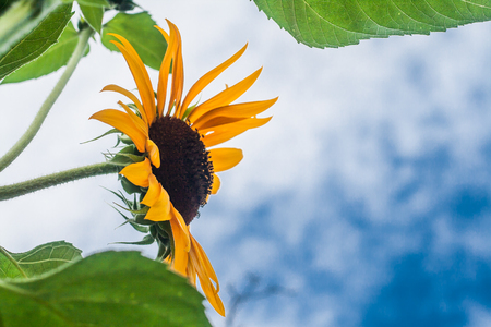 Tall sunflowers on a background cloudy sky.の写真素材