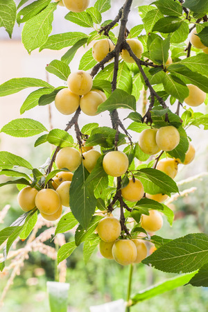 lot of yellow cherry plum on a branch on a sunny summer day.の写真素材