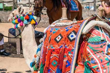 Decorated camel in a Egyptの写真素材