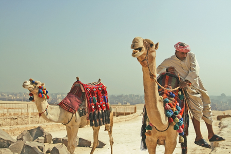 Bedouin with camels in the desert. Giza. Egypt. September 2008.