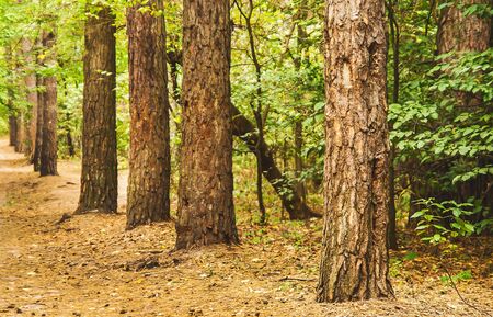 Autumn forest landscape with perspective.