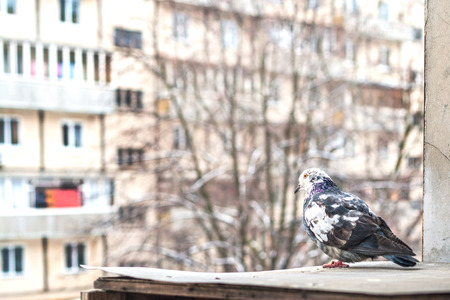 pigeon in the snow on the building background.の写真素材