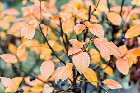 red and orange leaves in the autumn background bush.の写真素材