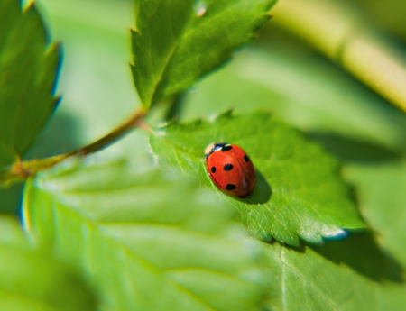 ladybug on a green leaf on a sunny day.の写真素材