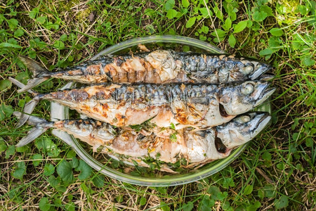 Mackerel fish cooked on a grill in a glass plate on the grass.の写真素材
