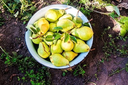 gather the harvest of pears in the garden in the old bowl.の写真素材