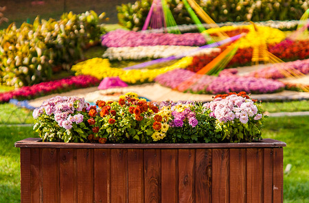 Autumn Chrysanthemum Exhibition in Kiev, Ukraine, 2016.の写真素材