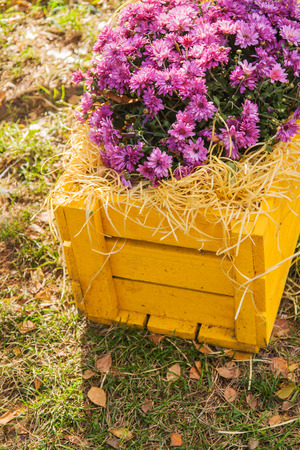 purple chrysanthemums in yellow wooden box in the garden.の写真素材