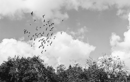 flock of birds in the sky in black and white.の写真素材