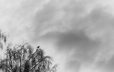 silhouette of a raven on top of the tree against the background of a stormy sky.の写真素材