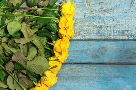 lot of yellow roses on a blue wooden background.の写真素材