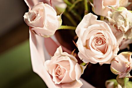 background of the many delicate little pink roses.の写真素材