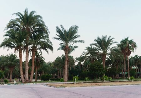 Alley with palm trees on a tropical resort in Egypt.の写真素材