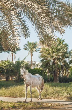 white horse stands on the background of palm trees at sunset.の写真素材
