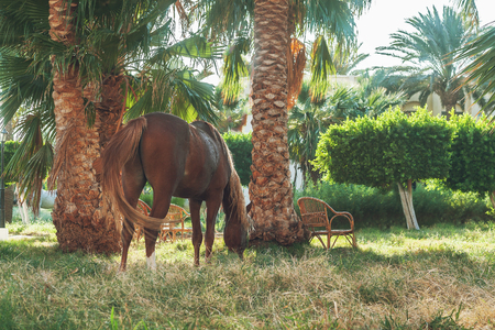 dark horse eating grass on the background of palm trees at sunset.の写真素材