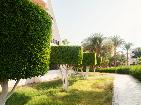 Alley and trimmed trees on a sunny day.