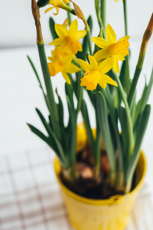 Spring flowers, yellow daffodils in a metal pail-yellow flowerpotの写真素材