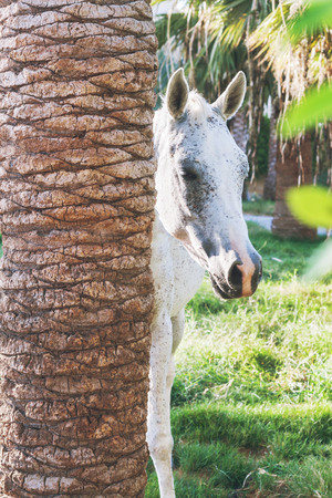 white horse peeking out of the palm treesの写真素材