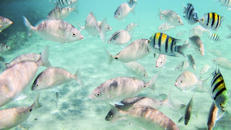 Photo of a tropical Fish on a coral reef in the Red Sea in Hurghada, Egypt.