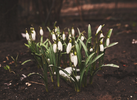 The first snowdrops appeared from under the snow,retro, vintage effect, style.の写真素材