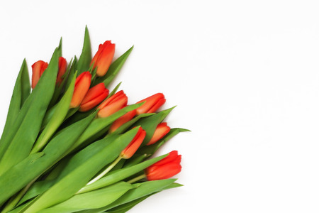 Big bouquet of fresh red tulips, isolated on white background.の写真素材