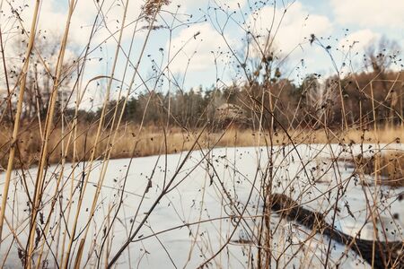 Through the dry yellow grass, a snow-covered lake, a forest and a cloudy clear sky, in retro style.の写真素材