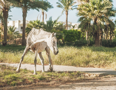 white horse stands on the background of palm trees at sunset.の写真素材